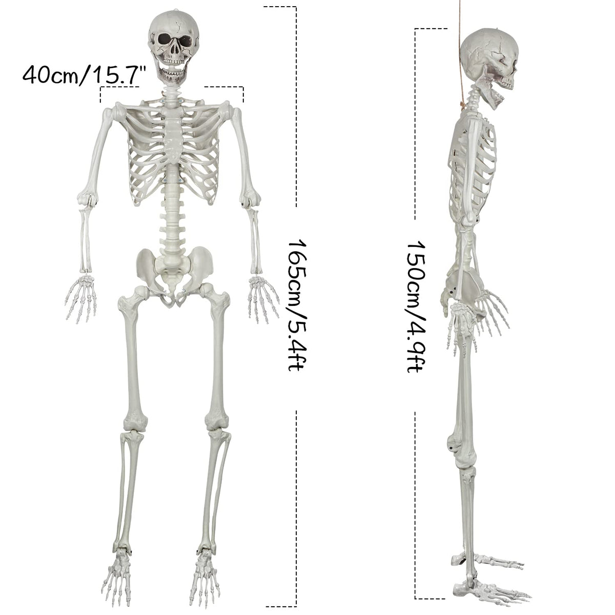 5.4ft Posable Life Size Skeleton Bones with Movable Joints Q2692