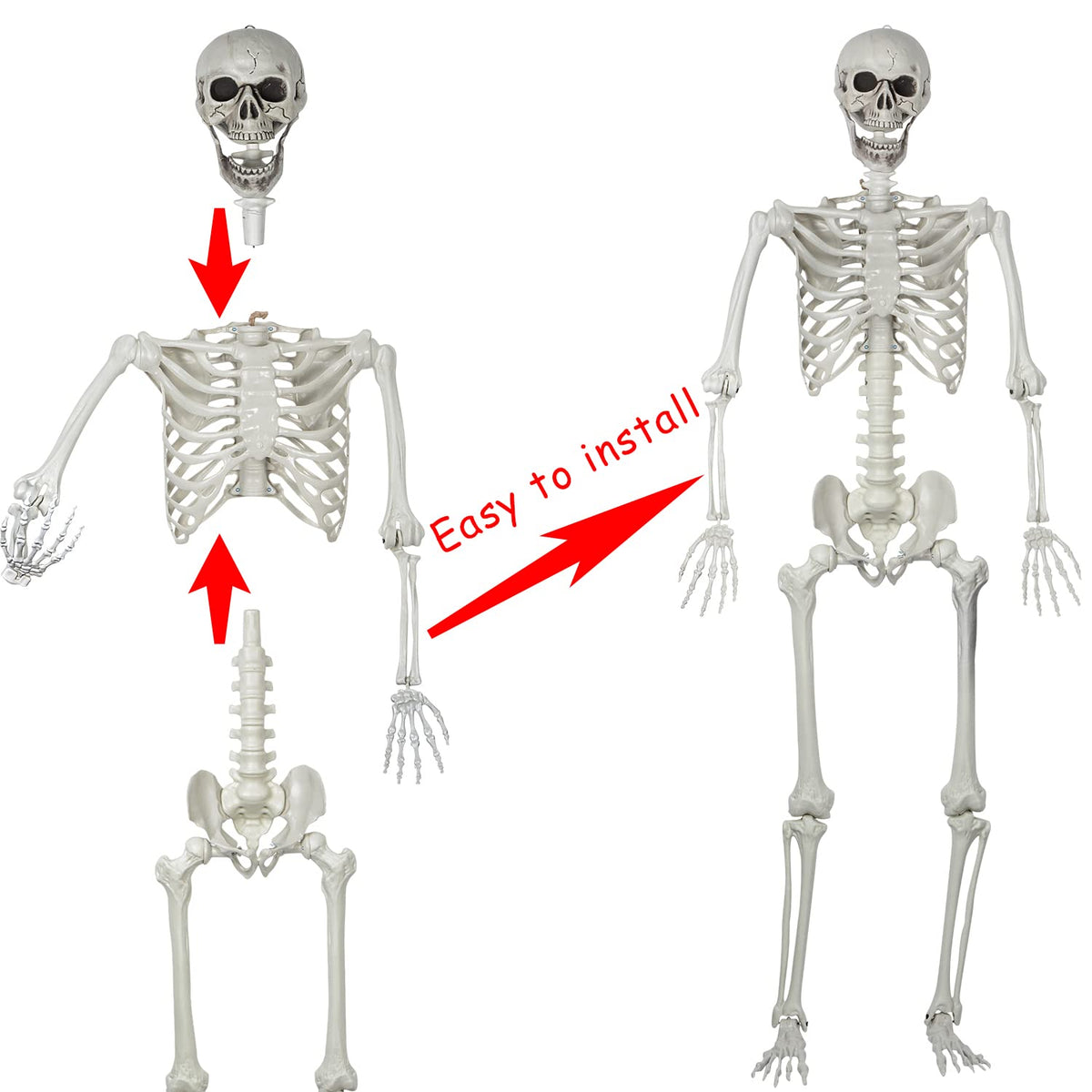 5.4ft Posable Life Size Skeleton Bones with Movable Joints Q2692