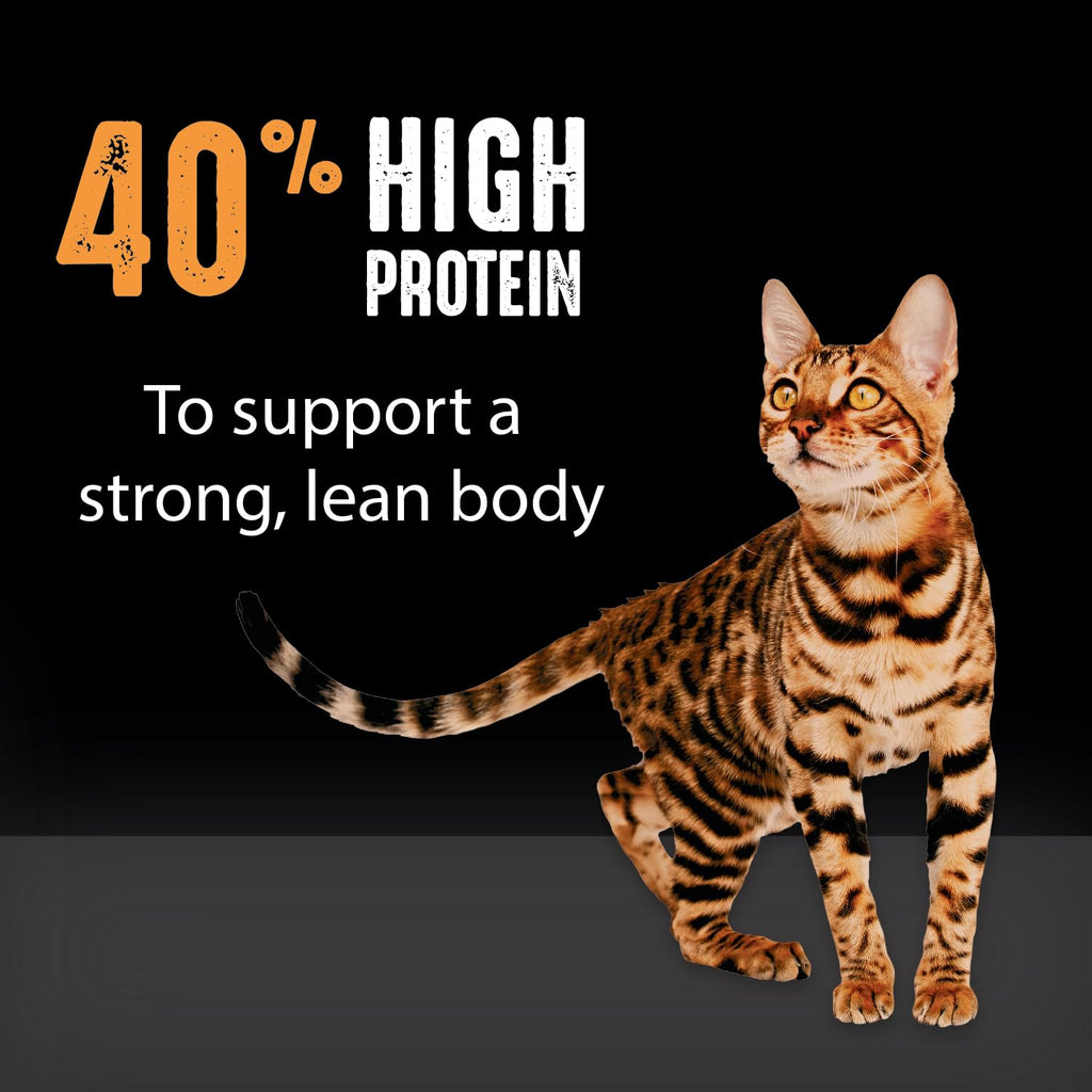Grain Free High Protein Natural Dry Cat Food, Chicken, 10 lb X69158
